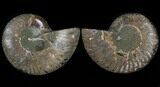 Sliced Fossil Ammonite Pair - Agatized #37165-1